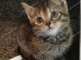 8wk old kittens