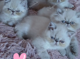 Gccf pedigree Persian Exotic kittens