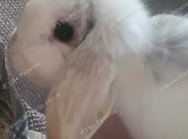 Female mini lop