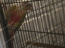 Conure