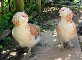 4 POL Bantam Hens Pekins and Favorelles