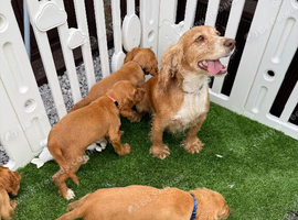 BEAUTIFUL GOLDEN COCKER SPANIEL PUPPIES &ndash; LOVING FOREVER HOMES SOUGHT