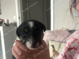 2x male pure Jack Russell&rsquo;s