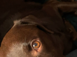 Pedigree  labrador