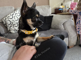 WANTED - Adult Chihuahua for pet home