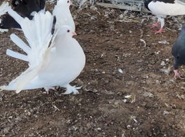 Indian fantails for sale