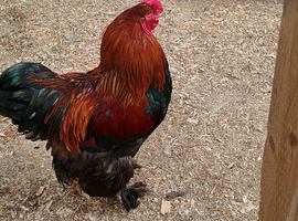 Giant Brahma chickens