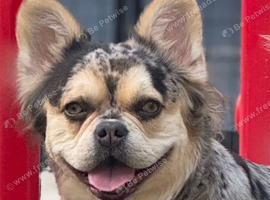 Fluffy French bulldog
