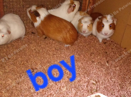 Guniea  pigs girls and boys