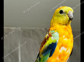 Redrump parakeet pair
