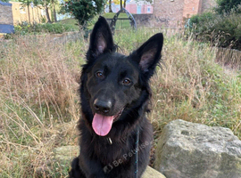 1 Year old Belgium Shepherd