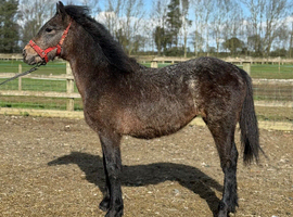 Connemara yearling filly