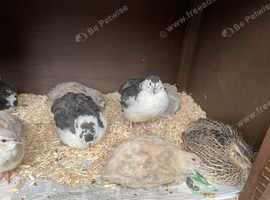 Cotornix Quail