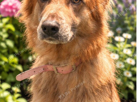 Isabella bitch 2 year old kc