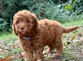 Labradoodle Puppies Multigenerational