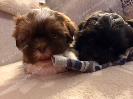 *Pure Shih tzu* puppies