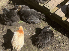 Chickens and hens for sale