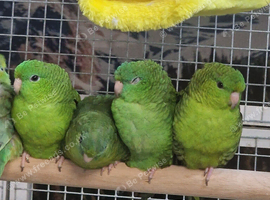 Stunning Baby Lineolated Parakeets