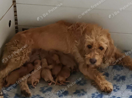 F1B GOLD MINIATURE LABRADOODLES FROM 5* LICENCED BREEDER