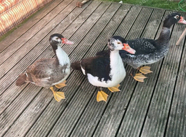 URGENT HOME REQUIRED