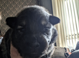 German shepherds puppies
