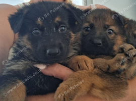 Gorgeous German Shepherd puppies