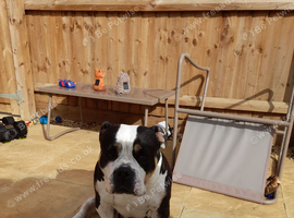 4 years old dog