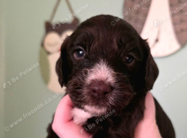 F1 Cockapoo Puppies