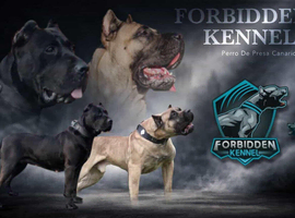 Stunning PRESA CANARIO pup