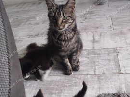 Main coon / ragdoll Last of the litter (gorgous boy)