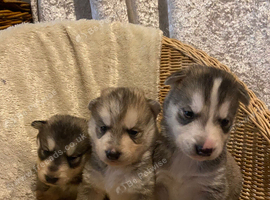 Alaskan malamute puppy's