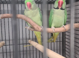 Bonded Breeding Pair Alexandrines