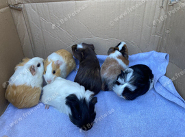 Young guineapigs