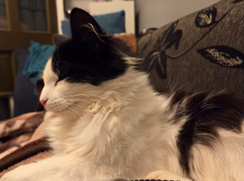 Cat for adoption