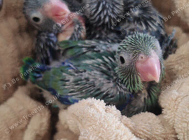 Handreared parrotlets
