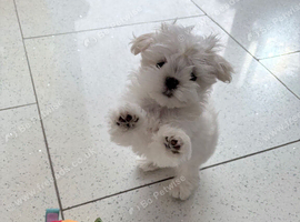 For sale