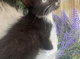 RAGDOLL CROSS BOY READY NOW