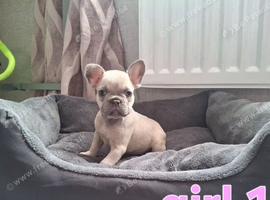 French bulldog pups (kc reg )