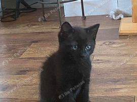 5 kittens for sale