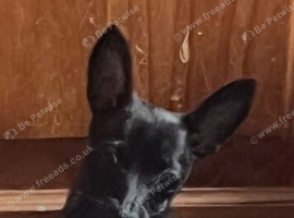 Male black chihuahua