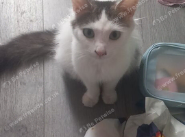 Beautiful female fluffy cat