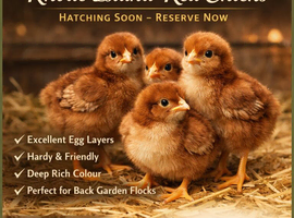Rhode Island Red Chicks Hatching Soon &ndash; Reserve Now