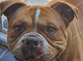 Old English Bulldog