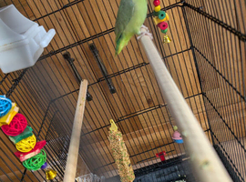 Young parrotlet