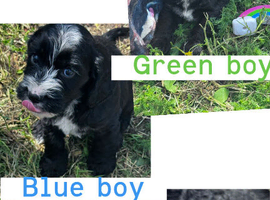 Cockapoo puppies ready this weekend