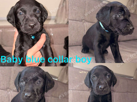 Chocolate/Yellow/Black KC Registered Labrador Retrievers