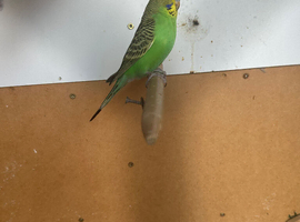 Budgies