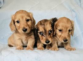 Long haired mini dachshund boys