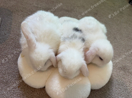 Mini Lop Rabbits 3 BOYS LEFT