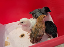 Baby Chicks